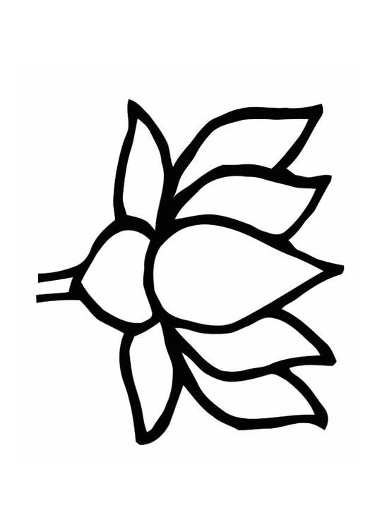 lotusblomst