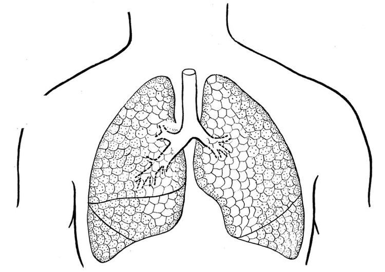 Bilde å fargelegge lunger