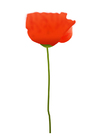 bilde måneblomst