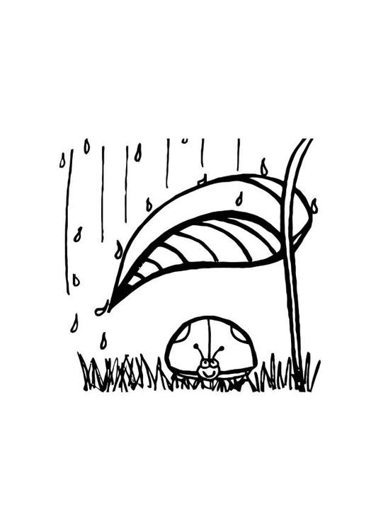 marihÃ¸ne beskytter seg mot regnet