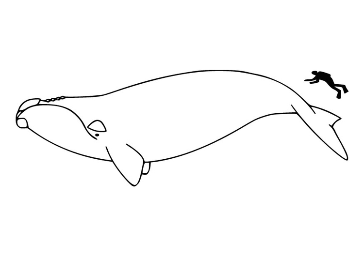 Bilde å fargelegge menneske og en hval