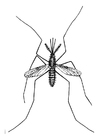 Bilde å fargelegge mygg