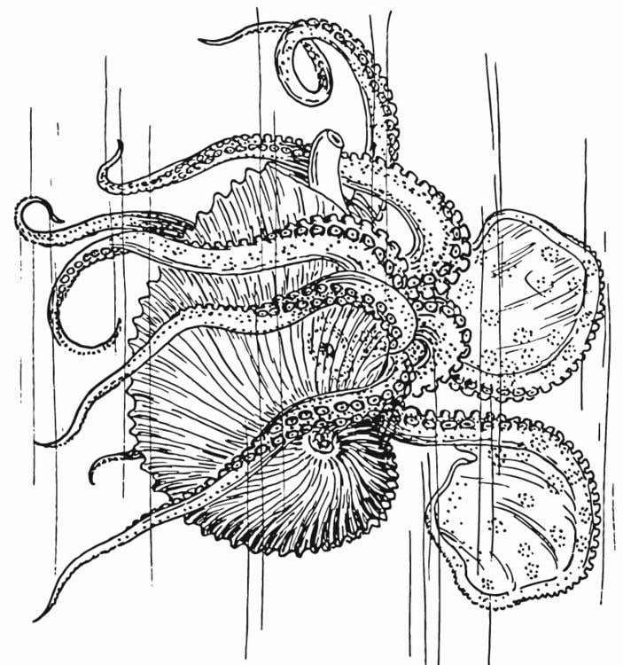 Nautilus - blekksprut