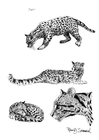 Fargeleggingsbilde ocelot