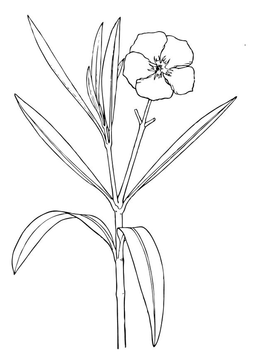 Bilde å fargelegge Oleander blomst
