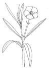 Oleander blomst