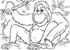 Bilder � fargelegge orangutang
