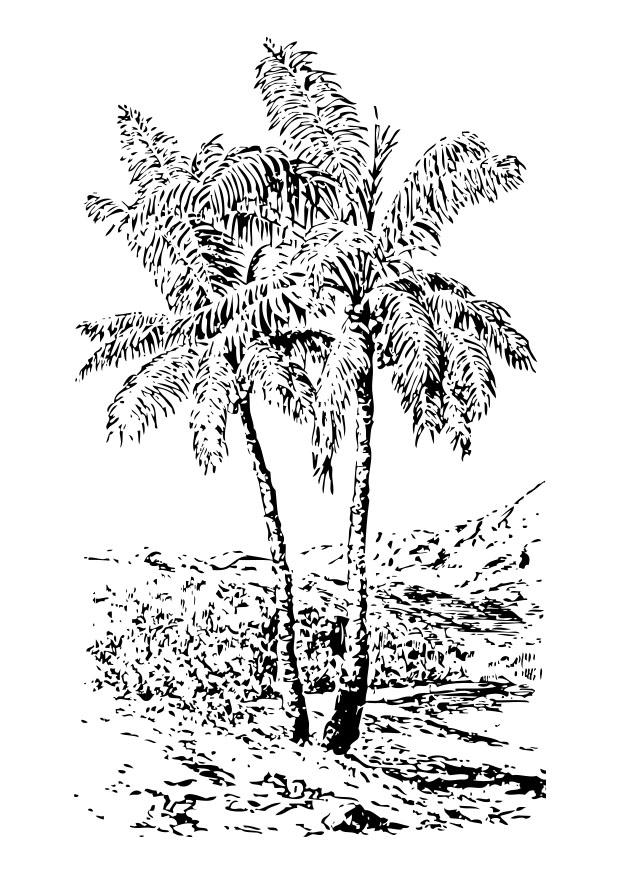 Bilde å fargelegge palmetre