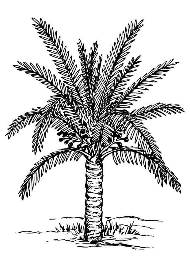 Bilde å fargelegge palmetre