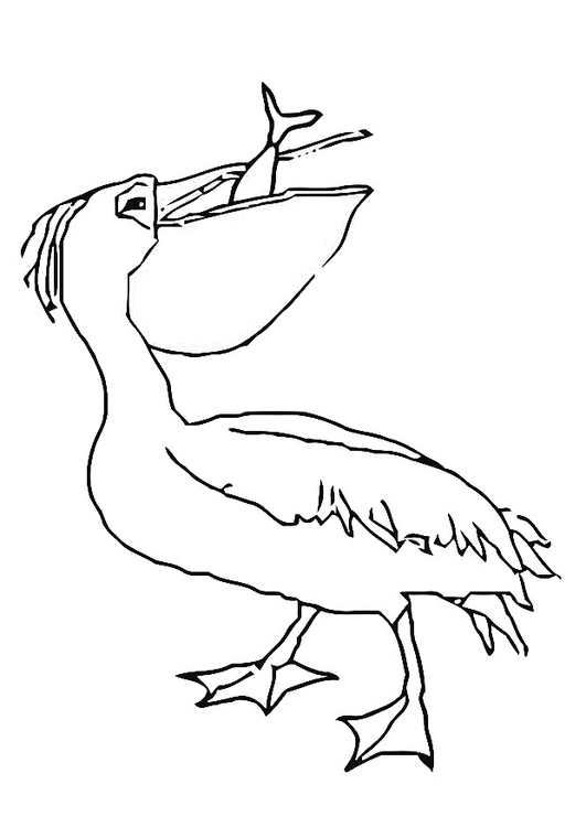 Bilde å fargelegge pelikan spiser fisk