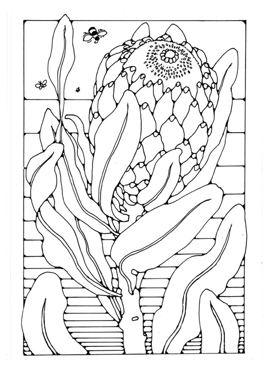 Bilde å fargelegge protea