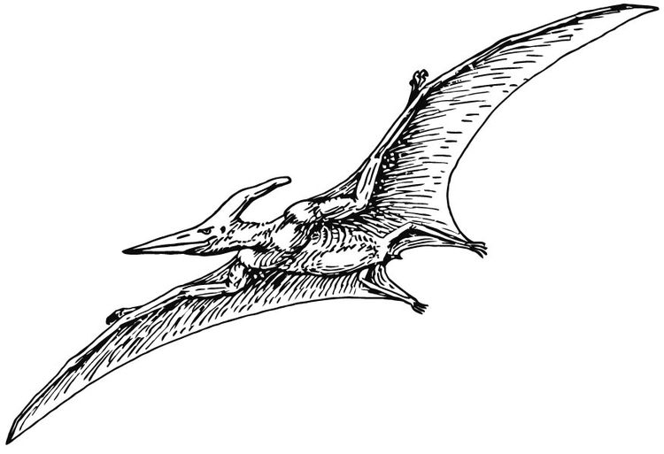 Bilde å fargelegge Pterodactylus