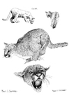 Fargeleggingsbilde puma