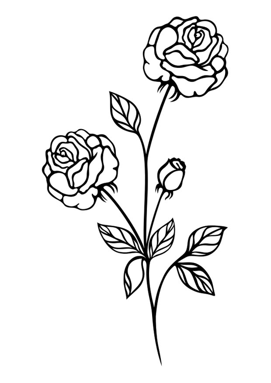 Bilde å fargelegge rose