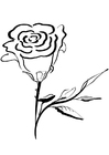 Bilde å fargelegge rose