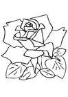 Bilde å fargelegge rose