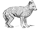 sjakal