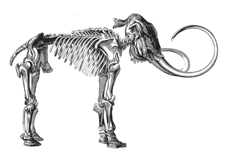 Bilde å fargelegge skjelett mammut