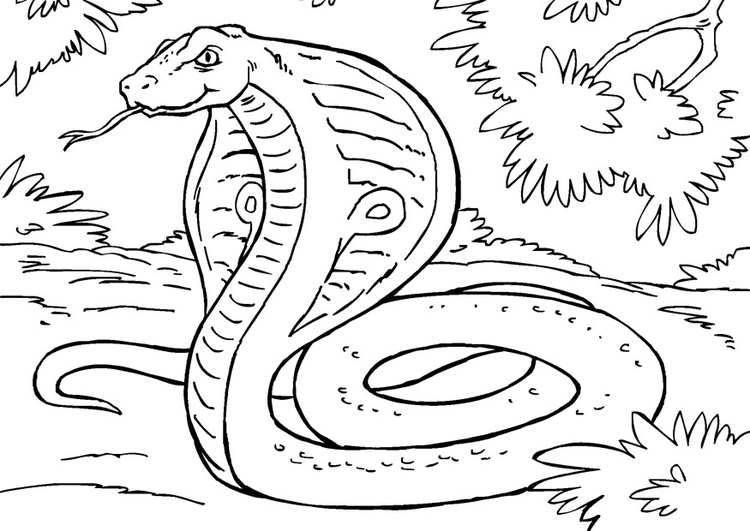 Bilde å fargelegge slange - kobra