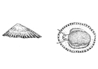 snegle - musling