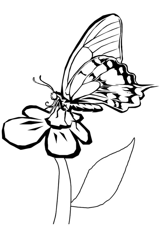 Bilde å fargelegge sommerfugl pÃ¥ en blomst