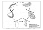 Bilder � fargelegge sommerfugl syklus