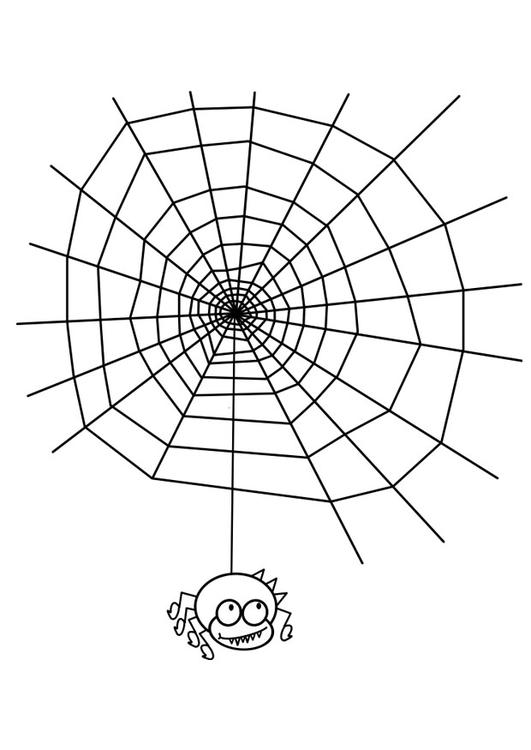 spindelvev med edderkopp
