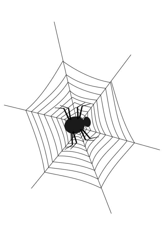 spindelvev med edderkopp