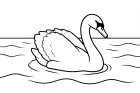 svane i vannet