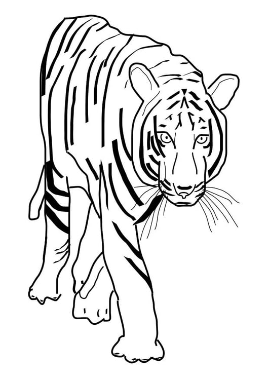 Bilde å fargelegge tiger