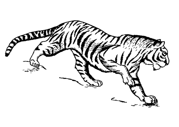 Bilde å fargelegge tiger