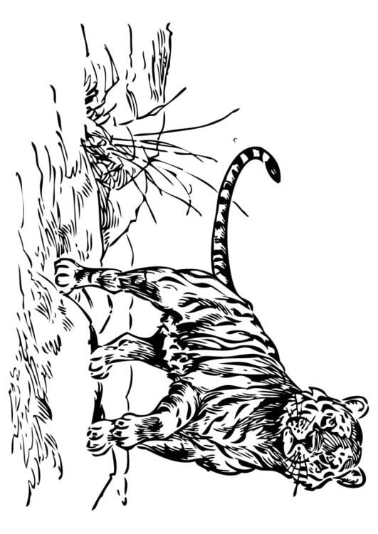tiger
