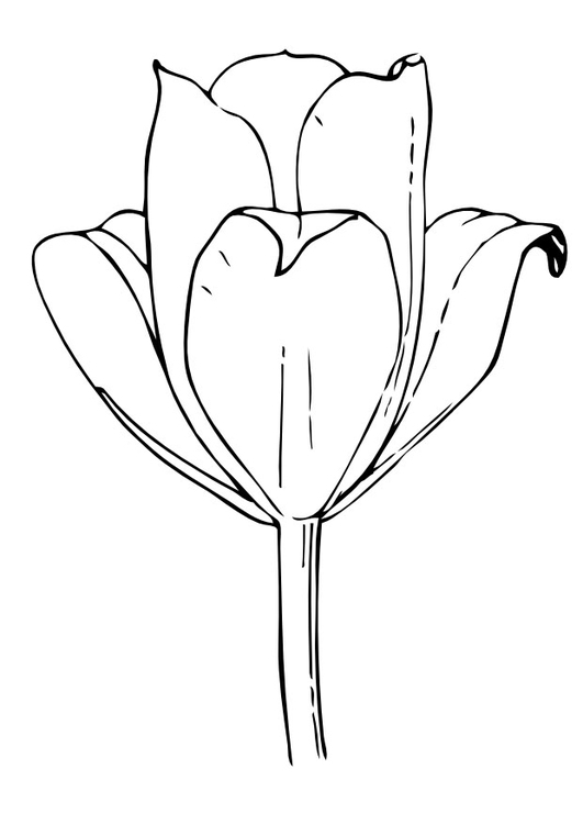 Bilde å fargelegge tulipan
