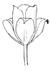 Bilde å fargelegge tulipan