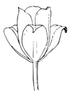 Fargeleggingsbilde tulipan