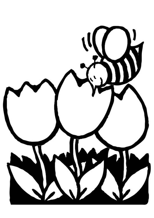tulipaner med honningbie