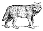 Bilde å fargelegge ulv