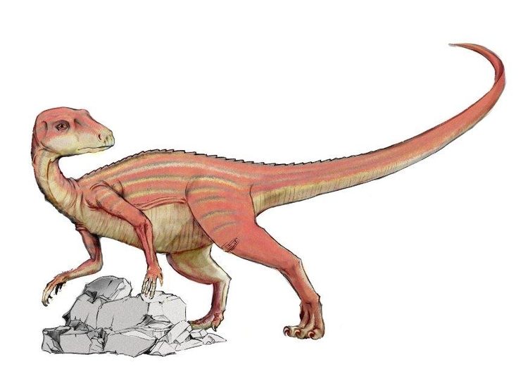 bilde Abrictosaurus dinosaur