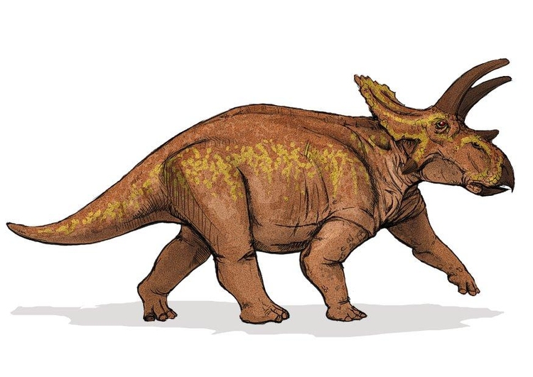 bilde Anchiceratops dinosaur