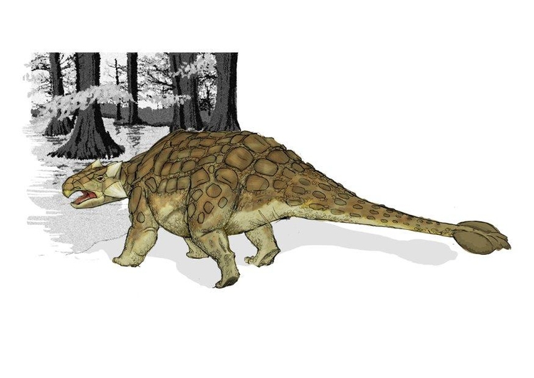bilde Ankylosaurus