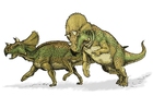 Avaceratops dinosaur