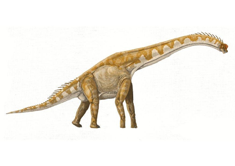 bilde Brachiosaurus