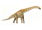 bilde Brachiosaurus