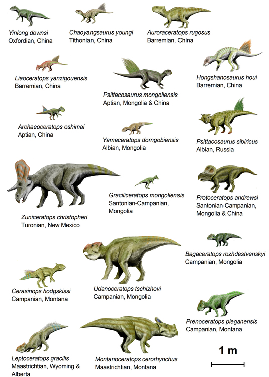 bilde dinosaurer (Basal Ceratopsia)