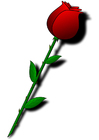 bilder en rød rose