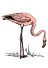 bilde flamingo