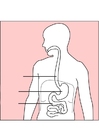 bilder fordøyelsessystemet