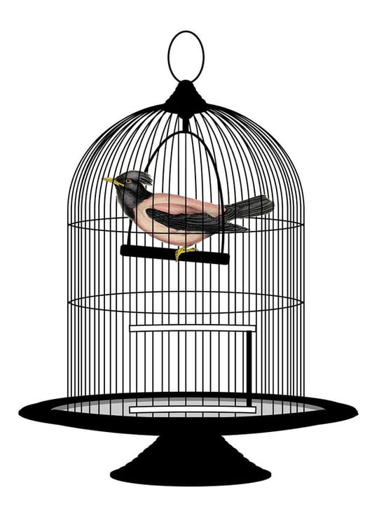 bilde fugl i bur