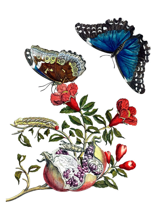 bilde granateple med sommerfugler