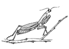 Fargeleggingsbilde gresshoppe - bedende mantis